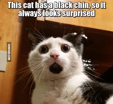 Image result for surprise cat