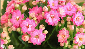 Kalanchoe Blossfeldiana Care Reblooming The Succulent Eclectic Kalanchoe Blossfeldiana Indoor Flowering Plants Succulents