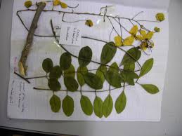 Image result for Cassia sieberiana