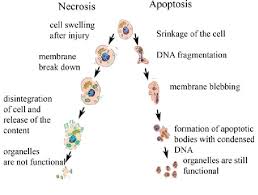 Maybe you would like to learn more about one of these? Schematic Representation Of Necrotic And Apoptotic Cells In The Figure Download Scientific Diagram