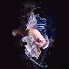 Please click here to see the fish profile explaining the keeping and breeding conditions. Scott Wallace On Twitter New Artwork For Sale Albino Betta Fish Portrait Https T Co Nhcjmepspd Fineartamerica
