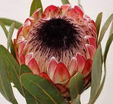 Pin On Protea