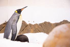 Use them in commercial designs under lifetime, perpetual & worldwide rights. A Fluffy Penguin Chick Has Hatched At Sea Life Melbourne Aquarium Zooborns