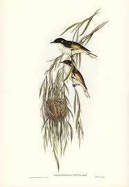 Free Public Domain Www Rawpixel Com Painted Honey Eater Entomophila Picta Illustrated By Elizabeth Gould 1804 1841 Fo Free Illustrations Painting Bird Illustration