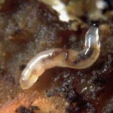 Image result for puklice švestková obrázek