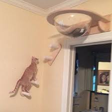 It's no secret that i'm the resident cat lover here at hgtv.com. 160 Cat Room Ideas In 2021 Cat Room Cat Diy Cat Furniture
