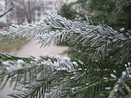 Aleksandra popławska nagrała filmik z kąpieli. Przyroda Na 6 Zimowa Pora Szron Szadz I Gololedz Holiday Decor Christmas Wreaths Holiday