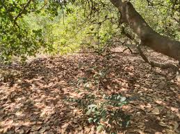 Image result for Putranjivaceae