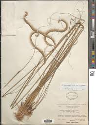 Image result for Ctenium concinnum