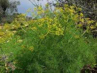 Image result for Chlorophytum angustissimum