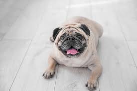 I'm getting one for my birthday! Overweight Dog Top Reasons Weight Loss Tips More Tractive Blog