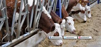 Damizlik Gebe Duve 8 15 Aylik Damizlik Bos Disi Ve Manda Alimina 40 Hibe Destegi Uygulamasi Yururlukte