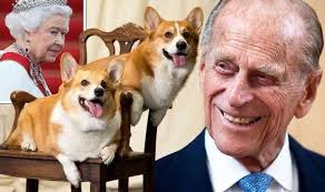 Queen Misa of the House Corgis, the First of her name, Queen of all the  stumpy dogs, Ruler of the Iron Tree Stump, the Unburnt Toast, Breaker of  Squeakers and Mother of