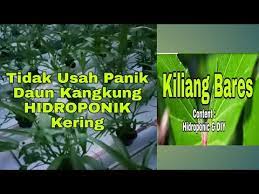 Check spelling or type a new query. Mengatasi Daun Kering Kangkung Hidroponik Youtube