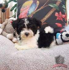 Dallas The Male Havanese Arkansas Havanese Breeders Havanese Breeders Havanese Havanese Puppies