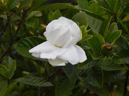Gardenia jasminoides — Wikipédia