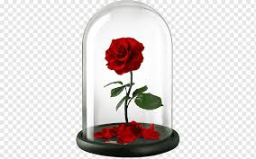 Our simple video tutorial shows how to put flowers in a vase to look beautiful and last as long as possible. Belle Beast Rose United Kingdom Flower Rose Vase Rose Order Flowers Png Pngwing