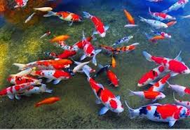 Mulai dari yang murah seperti ikan cupang dan koi (harga jualnya mulai rp 3000), sampai ikan guppy dan arwana yang harganya jutaan rupiah. Apa Yang Dimaksud Budidaya Ikan Hias Manfaat Budidaya Ikan Hias Mengapa Ikan Hias Dapat Menghilangkan Stress Pengertian Ikan Ikan Ikan Air Tawar Ikan Akuarium