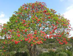 Primavera alberi in fiore contro il cielo. Tutti Gli Alberi In Fiore Arbornauta Blog Finegil