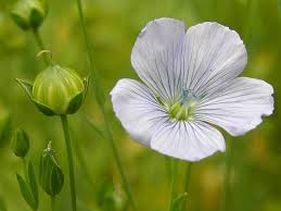 Image result for Linum usitatissimum