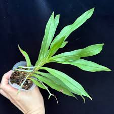 Image result for Angraecum calceolus