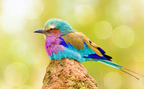 Small birds are one of the most interesting creatures on earth. A Small Colorful Bird Sitting On A Rock Wallpapers And Images Wallpapers Pictures Photos