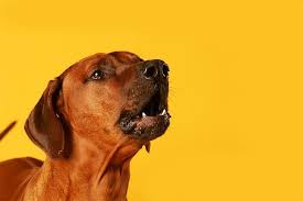 Why Do Dogs Howl To Music What Does It Mean When A Dog Howls Stop Dog Barking Dog Barking Aggressive Dog