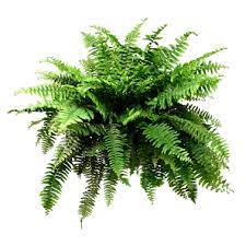 Fern Basket