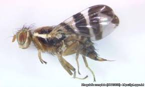 Image result for Rhagoletis completa