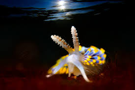 Image result for Selago coerulea