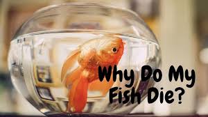 Why Do My Fish Die Fishkeeping World