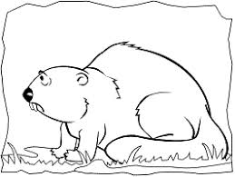 Beavers are large, semiaquatic rodents of the temperate northern hemisphere. Tzlowihd3yyijm