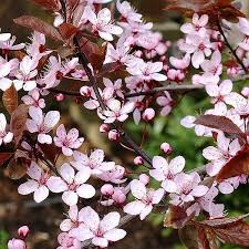 Der Richtige Hausbaum 15 Baumarten Die In Ihren Garten Bestens Passen Haus Baume Baume Garten Baume Mit Rosa Bluten