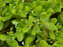 Image result for Montia fontana