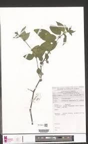 Image result for Justicia striata