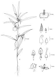 Image result for Afrohybanthus