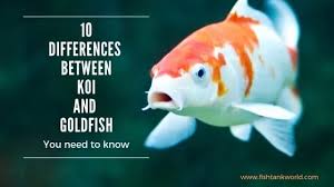 Medium, large and jumbo sized koi are priced on a per fish basis depending on: Koi Fish Vs Goldfish 10 Differences You Want To Know Fish Tank World