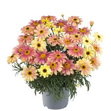 Image result for Argyranthemum