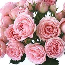 Classic Pink Spray Garden Roses Wholesale Rose Fiftyflowers