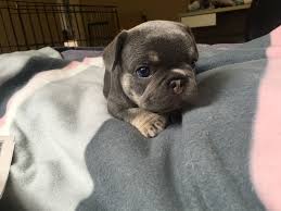 Black And Tan Frenchie 