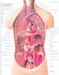 This diagram of the human body shows a range of organs that are important to human anatomy.they include the brain, heart, lungs, spleen, muscles. Human Anatomy Physiology Online Course For Biofeedback Certification Stens Corporation
