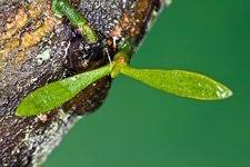 Image result for Viscum obscurum