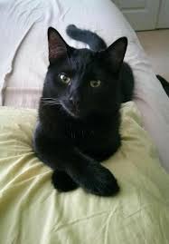 Coloring Pages Of Cute Animals For Adults Cute Black Cats Cats Kittens