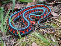 California Red Sided Garter Snake Snake Animals Beautiful Beautiful Snakes