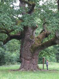 1000 Jahrige Eiche Bad Blumau Eiche Baum Baum Alte Baume