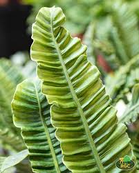 Image result for Asplenium uschiae