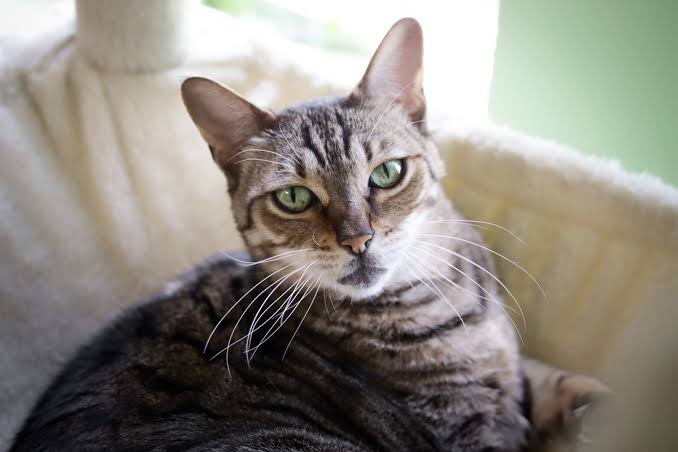 10 Wild Facts About Savannah Cats - Cats.com