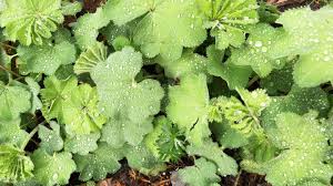 Als heilpflanze wird die auch liebfrauenmantel. Frauenmantel Pflanzen Pflegen Schneiden Schoner Wohnen