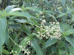 Image result for Trichoneura schlechteri