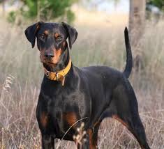 Black And Tan Doberman Puppies Seareach Dobermann Kennel Doberman Pinscher Natural Ears Doberman Dogs Doberman Pinscher